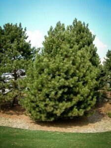 Сосна Чёрная (Pinus Nigra) купить по цене от 270.00р. в интернет-магазине «Посадика» с доставкой почтой в в Туапсее и по всей России – [изображение №1].