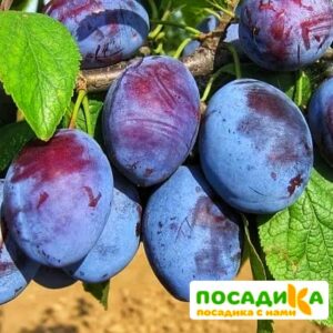 Слива Чачакская ранняя купить по цене от 229.00р. в интернет-магазине «Посадика» с доставкой почтой в в Туапсее и по всей России – [изображение №1].