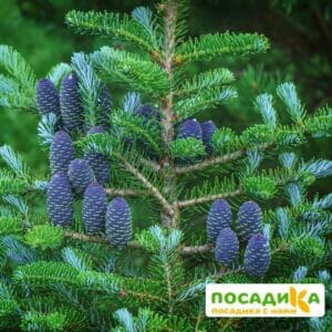 Пихта корейская (Abies koreana) купить по цене от 450.00р. в интернет-магазине «Посадика» с доставкой почтой в в Туапсее и по всей России – [изображение №1].