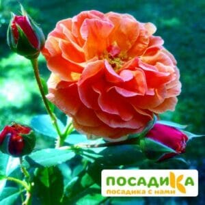 Роза Арабия купить по цене от 350.00р. в интернет-магазине «Посадика» с доставкой почтой в в Туапсее и по всей России – [изображение №1].