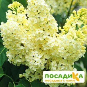 Сирень Примроуз (Primrose) купить по цене от 529.00р. в интернет-магазине «Посадика» с доставкой почтой в в Туапсее и по всей России – [изображение №1].