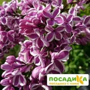 Сирень Сенсация купить по цене от 529.00р. в интернет-магазине «Посадика» с доставкой почтой в в Туапсее и по всей России – [изображение №1].