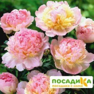 Пион Распберри Сандей (Paeonia Raspberry Sundae) купить по цене от 959р. в интернет-магазине «Посадика» с доставкой почтой в в Туапсее и по всей России – [изображение №1].