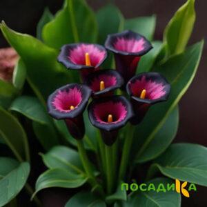 Калла Аура Лейс купить по цене от 400р. в интернет-магазине «Посадика» с доставкой почтой в в Туапсее и по всей России – [изображение №1].