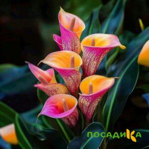 Калла Оникс купить по цене от 450р. в интернет-магазине «Посадика» с доставкой почтой в в Туапсее и по всей России – [изображение №1].