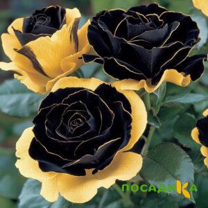 Роза Ханни Сикл купить по цене от 700р. в интернет-магазине «Посадика» с доставкой почтой в в Туапсее и по всей России – [изображение №1].