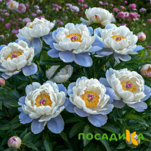Пион акварельный Этюд купить по цене от 806р. в интернет-магазине «Посадика» с доставкой почтой в в Туапсее и по всей России – [изображение №1].