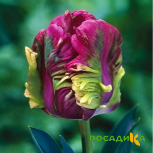 Тюльпан Экзотик Хэвен купить по цене от 186р. в интернет-магазине «Посадика» с доставкой почтой в в Туапсее и по всей России – [изображение №1].