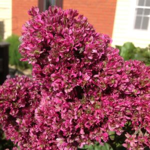 Флокс Филингс купить по цене от 329р. в интернет-магазине «Посадика» с доставкой почтой в в Туапсее и по всей России – [изображение №1].