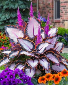 Хоста Кримэн Дрим купить по цене от 549р. в интернет-магазине «Посадика» с доставкой почтой в в Туапсее и по всей России – [изображение №1].