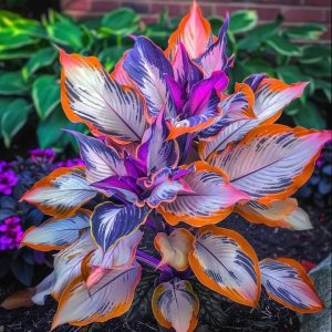 Хоста Эмеральд Тиара купить по цене от 602р. в интернет-магазине «Посадика» с доставкой почтой в в Туапсее и по всей России – [изображение №1].