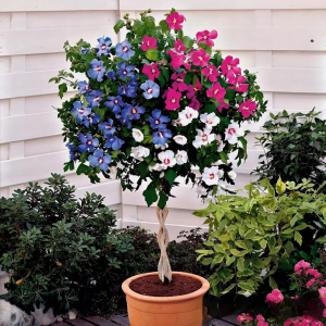 Гибискус-Дерево Триколор купить по цене от 289р. в интернет-магазине «Посадика» с доставкой почтой в в Туапсее и по всей России – [изображение №1].