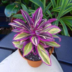 Хоста Сильвер Стик купить по цене от 650р. в интернет-магазине «Посадика» с доставкой почтой в в Туапсее и по всей России – [изображение №1].