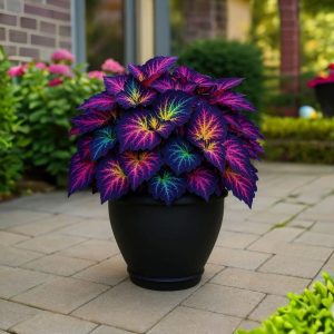 Хоста Фрости Блю купить по цене от 389р. в интернет-магазине «Посадика» с доставкой почтой в в Туапсее и по всей России – [изображение №1].