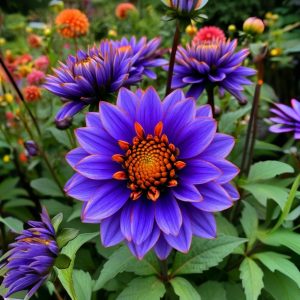 Георгин Лазурит купить по цене от 799р. в интернет-магазине «Посадика» с доставкой почтой в в Туапсее и по всей России – [изображение №1].