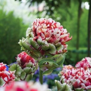 Тюльпан Дабл Флеминг Берд купить по цене от 249р. в интернет-магазине «Посадика» с доставкой почтой в в Туапсее и по всей России – [изображение №1].