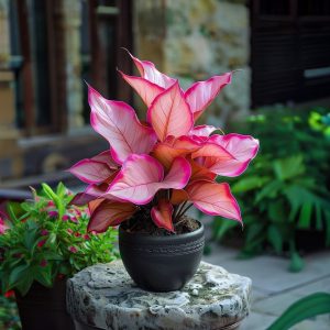 Хоста Розовая Симфония купить по цене от 800р. в интернет-магазине «Посадика» с доставкой почтой в в Туапсее и по всей России – [изображение №1].