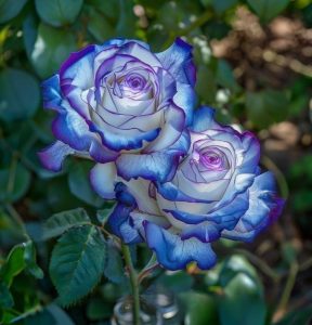 Роза Пэтолз Хоуп купить по цене от 333р. в интернет-магазине «Посадика» с доставкой почтой в в Туапсее и по всей России – [изображение №1].