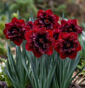 Нарцисс Сапфировый Бриз купить по цене от 3000р. в интернет-магазине «Посадика» с доставкой почтой в в Туапсее и по всей России – [изображение №1].