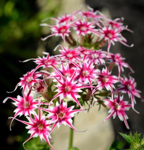 Флокс Метельчатый Путь купить по цене от 456р. в интернет-магазине «Посадика» с доставкой почтой в в Туапсее и по всей России – [изображение №1].