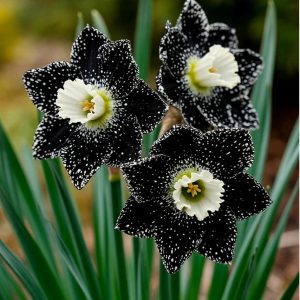 Нарцисс Кассата купить по цене от 372р. в интернет-магазине «Посадика» с доставкой почтой в в Туапсее и по всей России – [изображение №1].