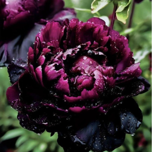 Пион Темный Сад купить по цене от 421р. в интернет-магазине «Посадика» с доставкой почтой в в Туапсее и по всей России – [изображение №1].