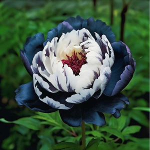 Пион Древовидный Инь-Янь купить по цене от 419р. в интернет-магазине «Посадика» с доставкой почтой в в Туапсее и по всей России – [изображение №1].