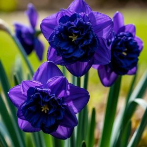 Нарцисс Арт Нуво купить по цене от 378р. в интернет-магазине «Посадика» с доставкой почтой в в Туапсее и по всей России – [изображение №1].