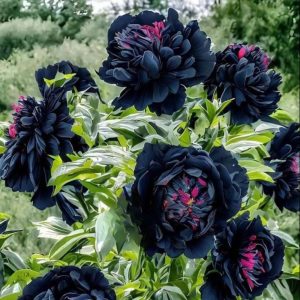 Пион древовидный Сердце Афродиты купить по цене от 600р. в интернет-магазине «Посадика» с доставкой почтой в в Туапсее и по всей России – [изображение №1].