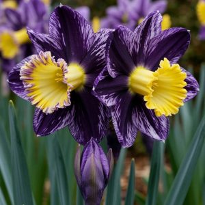 Нарцисс Акропоис купить по цене от 382р. в интернет-магазине «Посадика» с доставкой почтой в в Туапсее и по всей России – [изображение №1].