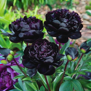 Пион Королевский Бархат купить по цене от 419р. в интернет-магазине «Посадика» с доставкой почтой в в Туапсее и по всей России – [изображение №1].