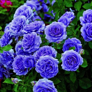 Роза Блю Мун купить по цене от 450р. в интернет-магазине «Посадика» с доставкой почтой в в Туапсее и по всей России – [изображение №1].