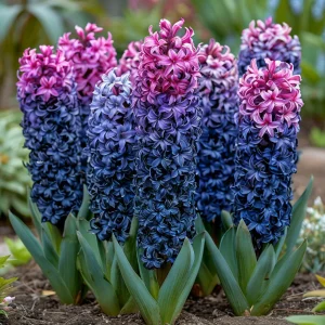 Гиацинт Блю Спринг купить по цене от 2099р. в интернет-магазине «Посадика» с доставкой почтой в в Туапсее и по всей России – [изображение №1].