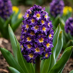 Гиацинт Вельвет Колор купить по цене от 2099р. в интернет-магазине «Посадика» с доставкой почтой в в Туапсее и по всей России – [изображение №1].