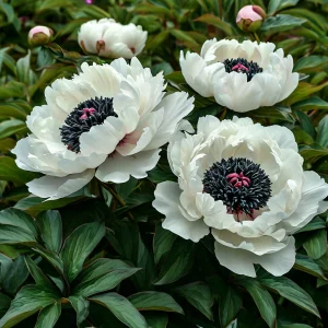 Пион Инк Эн купить по цене от 429р. в интернет-магазине «Посадика» с доставкой почтой в в Туапсее и по всей России – [изображение №1].