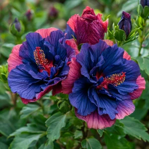 Гибискус Роуз Шайн купить по цене от 360р. в интернет-магазине «Посадика» с доставкой почтой в в Туапсее и по всей России – [изображение №1].