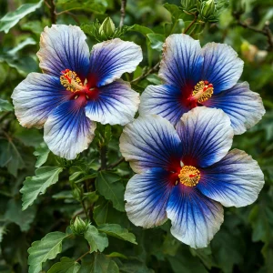 Гибискус Илюжн Вилью купить по цене от 259р. в интернет-магазине «Посадика» с доставкой почтой в в Туапсее и по всей России – [изображение №1].