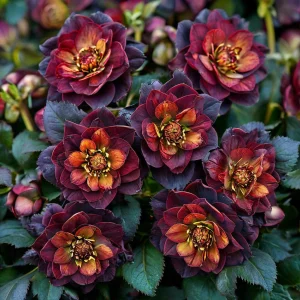 Морозник Сноу Дроп купить по цене от 348р. в интернет-магазине «Посадика» с доставкой почтой в в Туапсее и по всей России – [изображение №1].