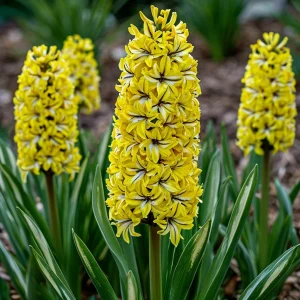 Гиацинт Сансет Голд купить по цене от 2099р. в интернет-магазине «Посадика» с доставкой почтой в в Туапсее и по всей России – [изображение №1].