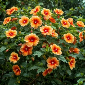 Гибискус Кристал Рэй купить по цене от 458р. в интернет-магазине «Посадика» с доставкой почтой в в Туапсее и по всей России – [изображение №1].