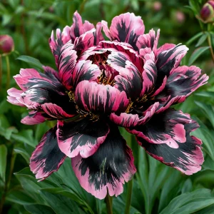 Пион Дроп Руби купить по цене от 469р. в интернет-магазине «Посадика» с доставкой почтой в в Туапсее и по всей России – [изображение №1].