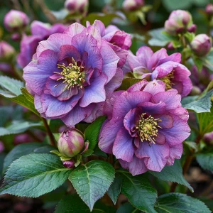 Морозник Айс Принцесс Чарм купить по цене от 650р. в интернет-магазине «Посадика» с доставкой почтой в в Туапсее и по всей России – [изображение №1].