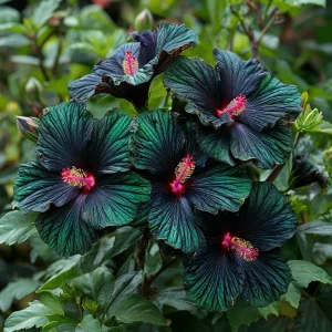 Гибискус Пикок Плюм купить по цене от 490р. в интернет-магазине «Посадика» с доставкой почтой в в Туапсее и по всей России – [изображение №1].