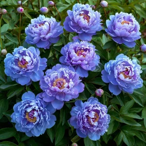 Пион Голубой лотос купить по цене от 590р. в интернет-магазине «Посадика» с доставкой почтой в в Туапсее и по всей России – [изображение №1].