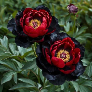 Пион Эбеновый Рубин купить по цене от 419р. в интернет-магазине «Посадика» с доставкой почтой в в Туапсее и по всей России – [изображение №1].