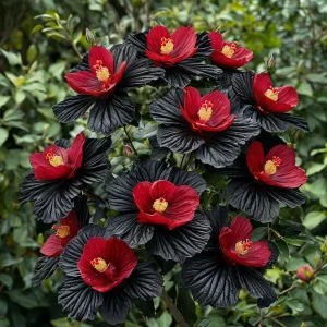 Гибискус Ройял Афеа купить по цене от 460р. в интернет-магазине «Посадика» с доставкой почтой в в Туапсее и по всей России – [изображение №1].