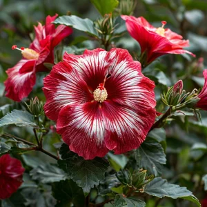 Гибискус Пурпл Мистик купить по цене от 360р. в интернет-магазине «Посадика» с доставкой почтой в в Туапсее и по всей России – [изображение №1].