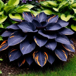 Хоста Умбра купить по цене от 349р. в интернет-магазине «Посадика» с доставкой почтой в в Туапсее и по всей России – [изображение №1].