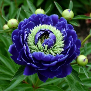 Пион Дримвивер купить по цене от 417р. в интернет-магазине «Посадика» с доставкой почтой в в Туапсее и по всей России – [изображение №1].