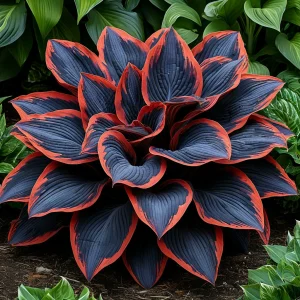 Хоста Солнечный Агат купить по цене от 440р. в интернет-магазине «Посадика» с доставкой почтой в в Туапсее и по всей России – [изображение №1].